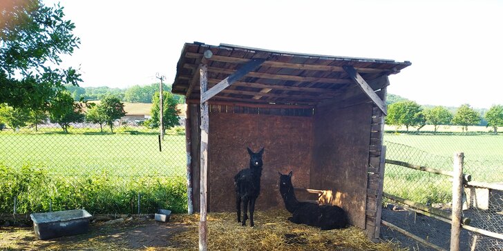 S rodinou na farmu: lamy, klokani a další zvířátka, projížďka na ponících i opékání buřtů