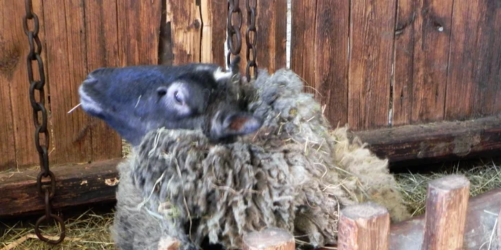 Rodinný čokovýlet za zvířátky a pohádkovými bytostmi na Staré Hrady