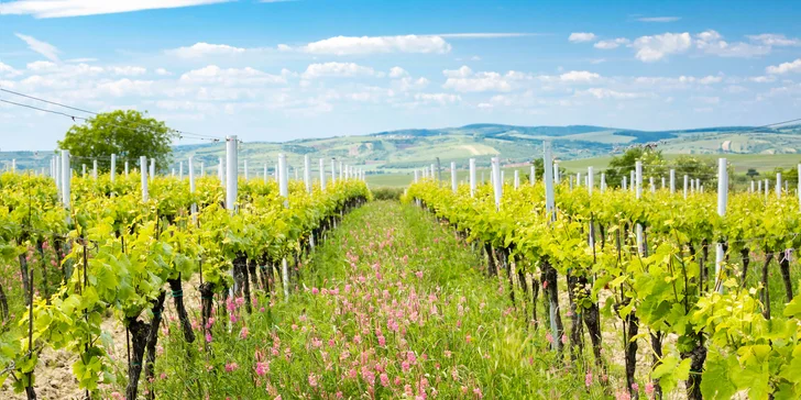 Rodinný penzionek v Zaječí: pobyt se snídaněmi, prohlídkou kostela i možností degustace vín