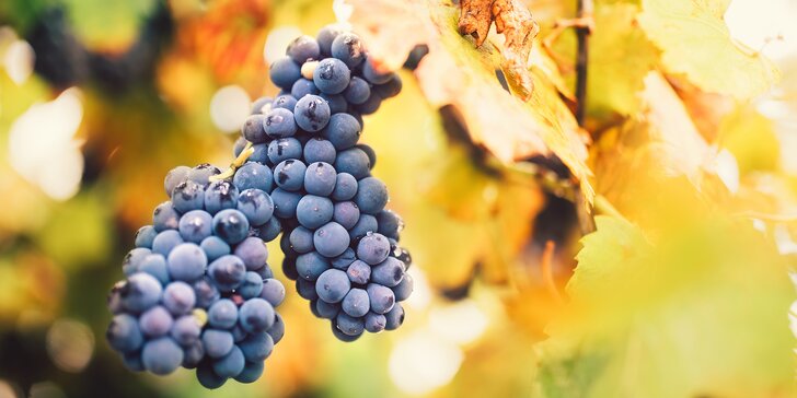 Pobyt v penzionu rodinného vinařství pro páry i skupiny vč. vína nebo degustace