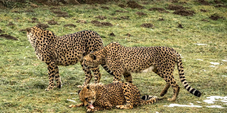 Výlet do Rakouska: návštěva Zoo Herberstein a koupání v jezeře Stubenberg