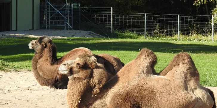 Výlet do Rakouska: návštěva Zoo Herberstein a koupání v jezeře Stubenberg