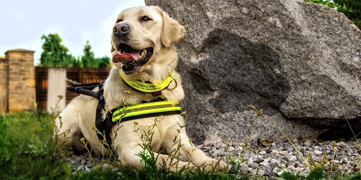 Pomozte zlepšit život nevidomých: příspěvek na výchovu a výcvik vodicích psů