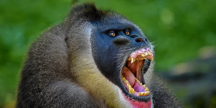 Za den fotografem: fotografické kurzy v pražské zoo, Liberci a Dvoře Králové