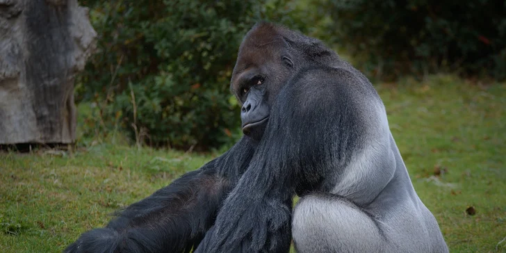 Za den fotografem: fotografické kurzy v pražské zoo, Liberci a Dvoře Králové