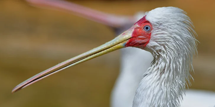 Za den fotografem: fotografické kurzy v pražské zoo, Liberci a Dvoře Králové