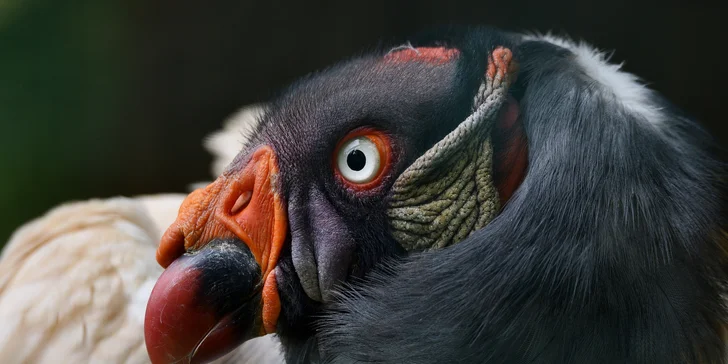 Za den fotografem: fotografické kurzy v pražské zoo, Liberci a Dvoře Králové