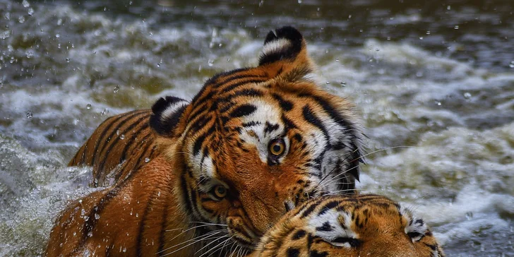 Za den fotografem: fotografické kurzy v zoo Praha, Liberec, Dvůr Králové a Jihlava