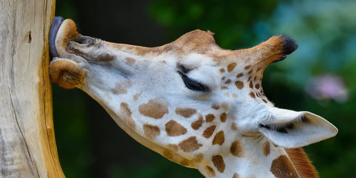 Za den fotografem: fotografické kurzy v pražské zoo, Liberci a Dvoře Králové