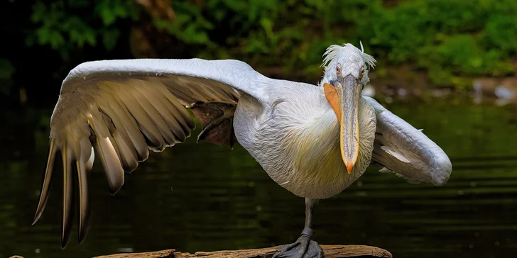 Za den fotografem: fotografické kurzy v pražské zoo, Liberci a Dvoře Králové