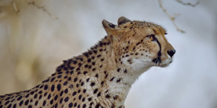 Za den fotografem: fotografické kurzy v pražské zoo, Liberci a Dvoře Králové