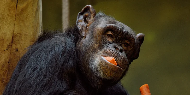 Za den fotografem: fotografické kurzy v pražské zoo, Liberci a Dvoře Králové