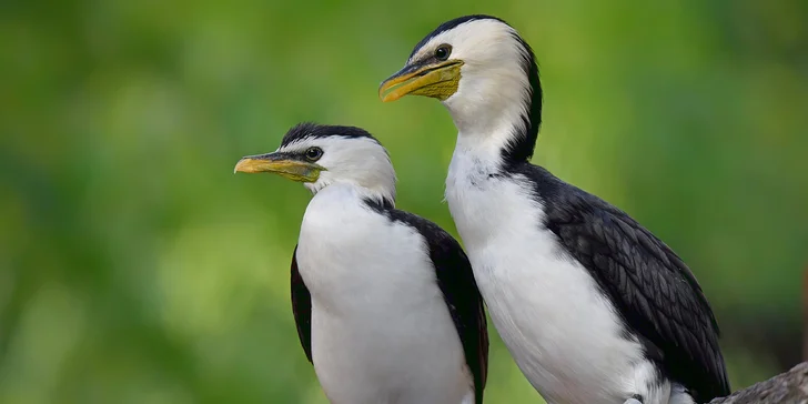 Za den fotografem: fotografické kurzy v pražské zoo, Liberci a Dvoře Králové