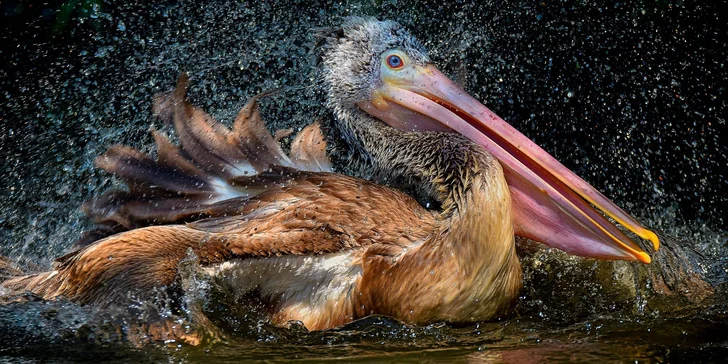 Za den fotografem: fotografické kurzy v pražské zoo, Liberci a Dvoře Králové