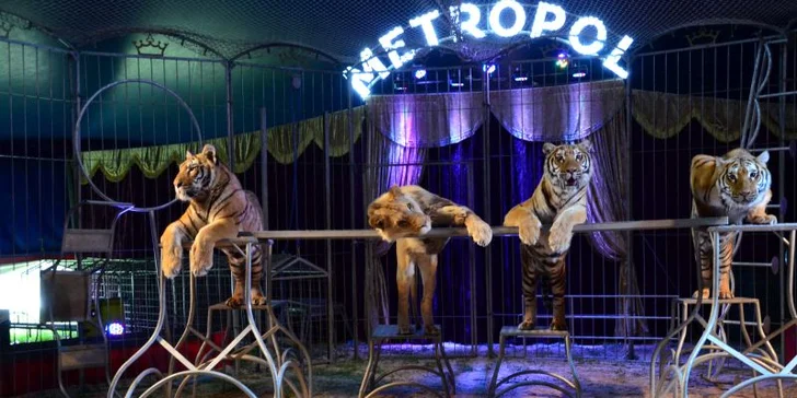 Cirkus Metropol v Olomouci: vstup do lóže na 120min. představení s artisty, klaunem i exotickými zvířaty