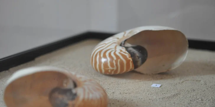 Rodinný výlet: vstupenka do skanzenu a muzea v Kouřimi