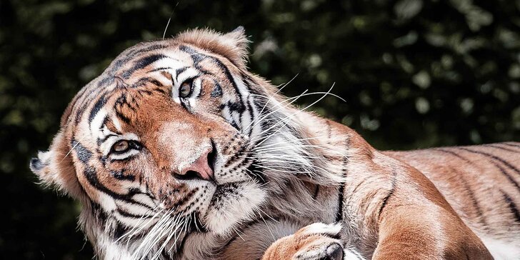 6hodinový kurz: Fotografujte zvířata (nejen v zoo) jako profesionálové