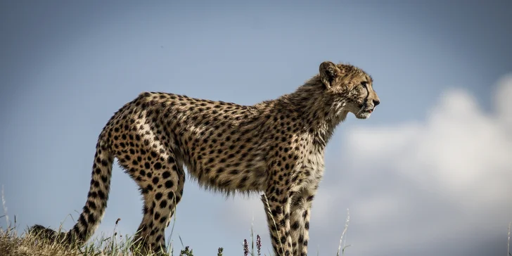 S fotoaparátem do zoo: 8hodninový kurz focení s Martinem Valentem + videokurz jako dárek