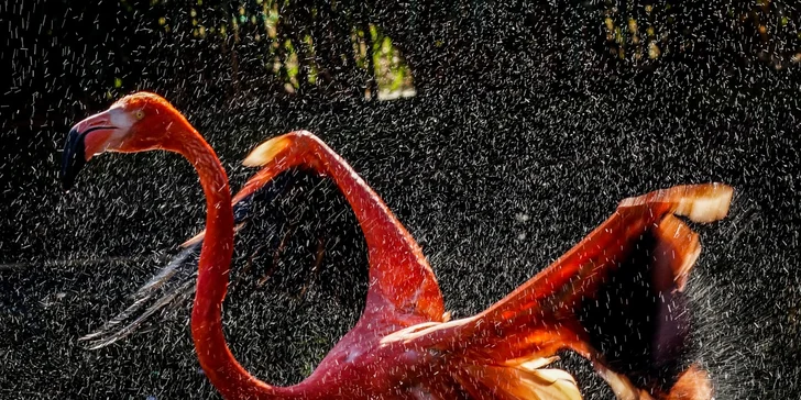 S fotoaparátem do zoo: 8hodninový kurz focení s Martinem Valentem
