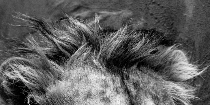 S fotoaparátem do zoo: 8hodninový kurz focení s Martinem Valentem