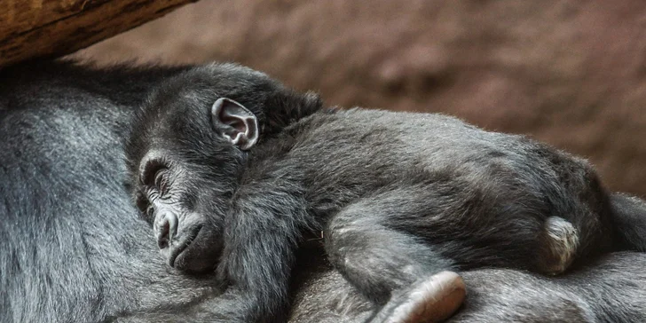 S fotoaparátem do zoo: 8hodninový kurz focení s Martinem Valentem + videokurz jako dárek