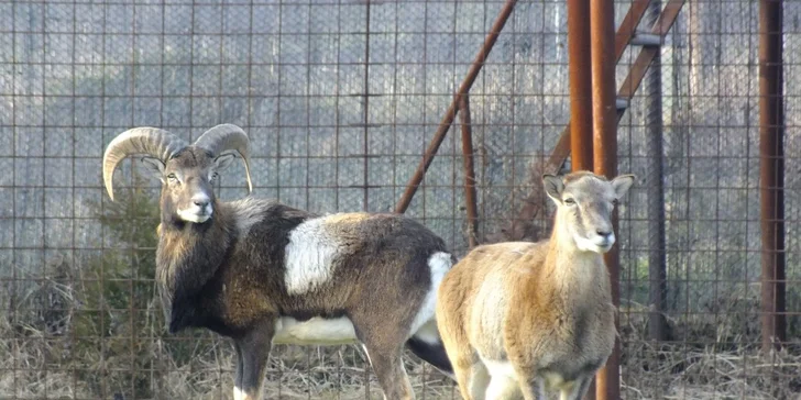 Na výlet za zvířátky: vstupné do zooparku pro dospělého, dítě i rodinu