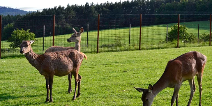 Na výlet za zvířátky: vstupné do zooparku pro dospělého, dítě i rodinu