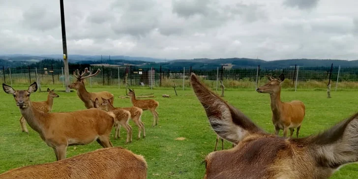 Na výlet za zvířátky: vstupné do zooparku pro dospělého, dítě i rodinu