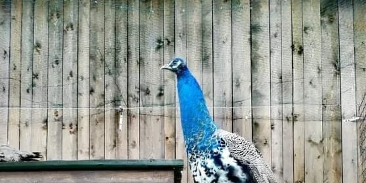 Na výlet za zvířátky: vstupné do zooparku pro dospělého, dítě i rodinu