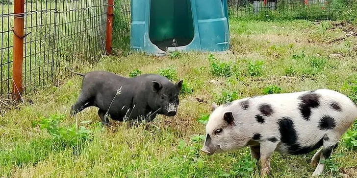 Na výlet za zvířátky: vstupné do zooparku pro dospělého, dítě i rodinu