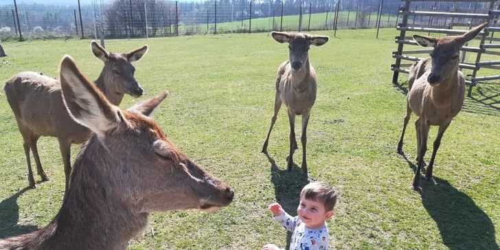 Na výlet za zvířátky: vstupné do zooparku pro dospělého i rodinu