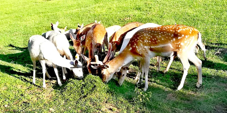 Na výlet za zvířátky: vstupné do zooparku pro dospělého i rodinu