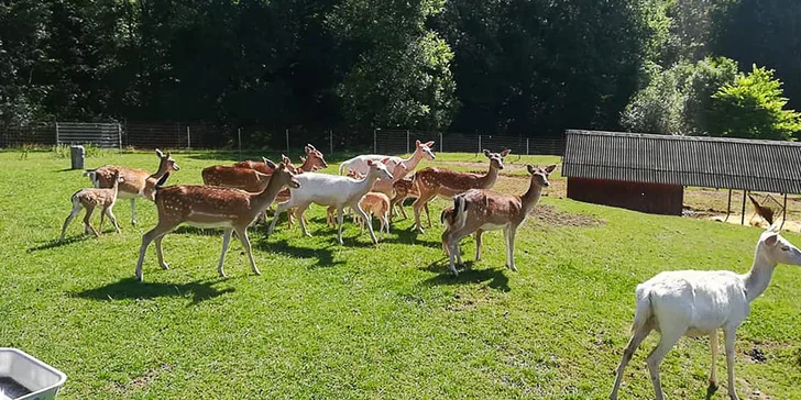 Na výlet za zvířátky: vstupné do zooparku pro dospělého, dítě i rodinu