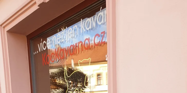 Pomazlení v KočKavárně: Káva nebo nápoj dle výběru a k tomu sladkost ve společnosti 9 kočiček