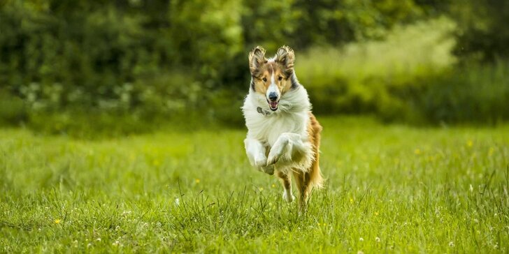 Za dobrodružstvím do kina Lucerna: dvě vstupenky na rodinné dobrodružství Lassie se vrací