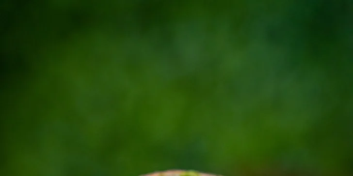 Burrito s avokádem podle výběru ze 3 druhů a ledový čaj pro 1 i 2 osoby