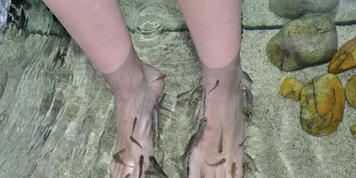 Koupel nohou s rybkami Garra Rufa: jednotlivé vstupy i permanentka