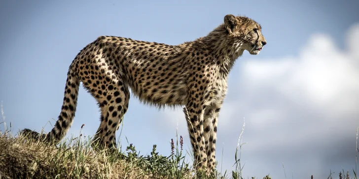 S fotoaparátem do Prahy: kurz focení s teorií online a s praxí v centru nebo zoo