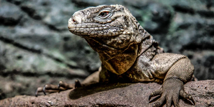 S fotoaparátem do Prahy: kurz focení s teorií online a s praxí v centru nebo zoo