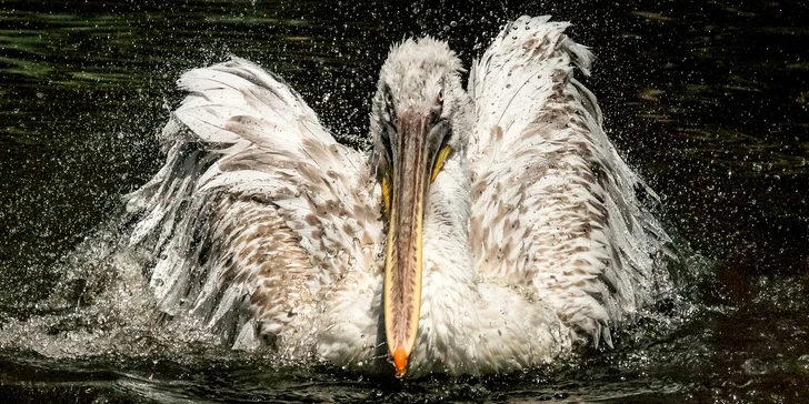S fotoaparátem do Prahy: kurz focení s teorií online a s praxí v centru nebo zoo