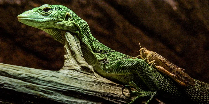 S fotoaparátem do Prahy: kurz focení s teorií online a s praxí v centru nebo zoo
