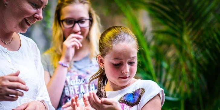 Vstupenky do brněnské Papilonie: klima deštného pralesa a stovky exotických motýlů kolem vás