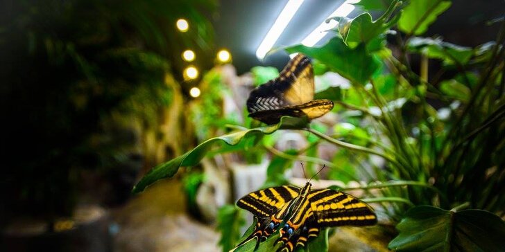 Vstupenky do brněnské Papilonie: klima deštného pralesa a stovky exotických motýlů kolem vás
