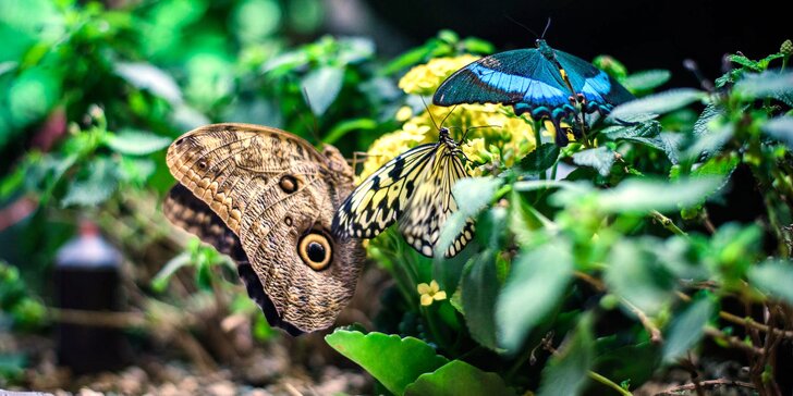 Vstupenky do brněnské Papilonie: klima deštného pralesa a stovky exotických motýlů kolem vás