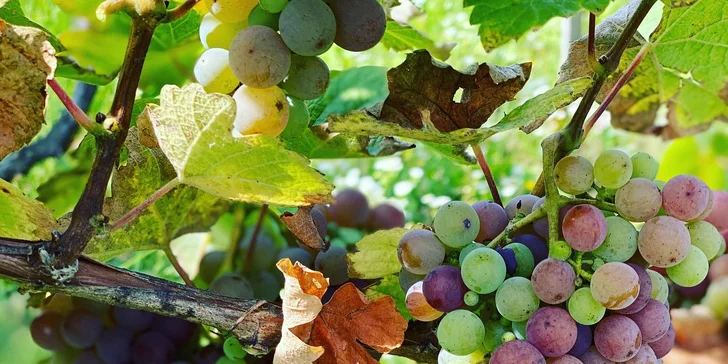 3 dny ve Vinařství Přítluky: dvouchodové večeře a degustace vín
