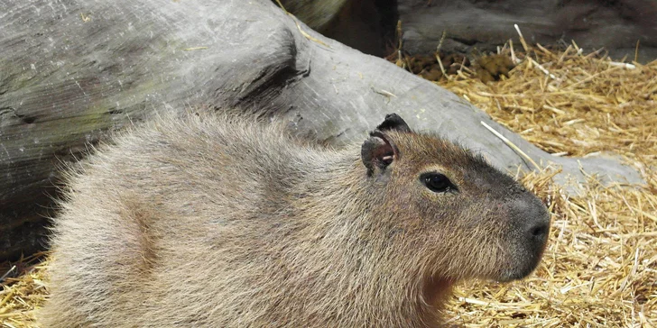 Celodenní vstupenky do Farmaparku pro dítě či dospělého nebo pro celou rodinu