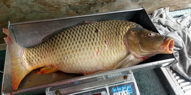 Prodej ryb čerstvě vylovených ze sádek: 1 kg pstruha či kapra