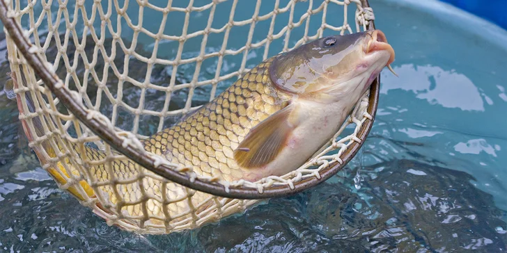 Vánoční prodej kaprů: hmotnost 2-2,5 kg, vykuchaný i stažený z kůže