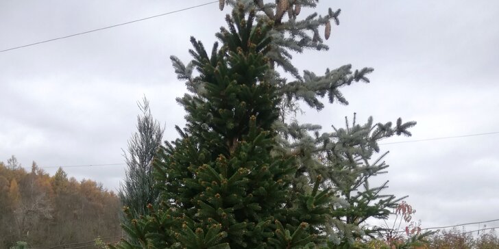 Vouchery na vánoční stromky v květináči: smrk, borovice i jedle vzrostlé do výšky 50–200 cm