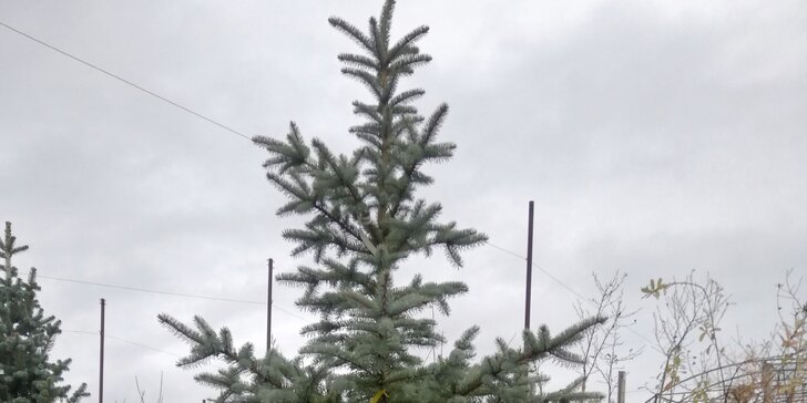 Vouchery na vánoční stromky v květináči: smrk, borovice i jedle vzrostlé do výšky 50–200 cm